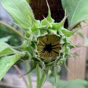 Meet your Posher, Rosa